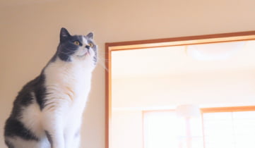 猫と白い壁紙の写真